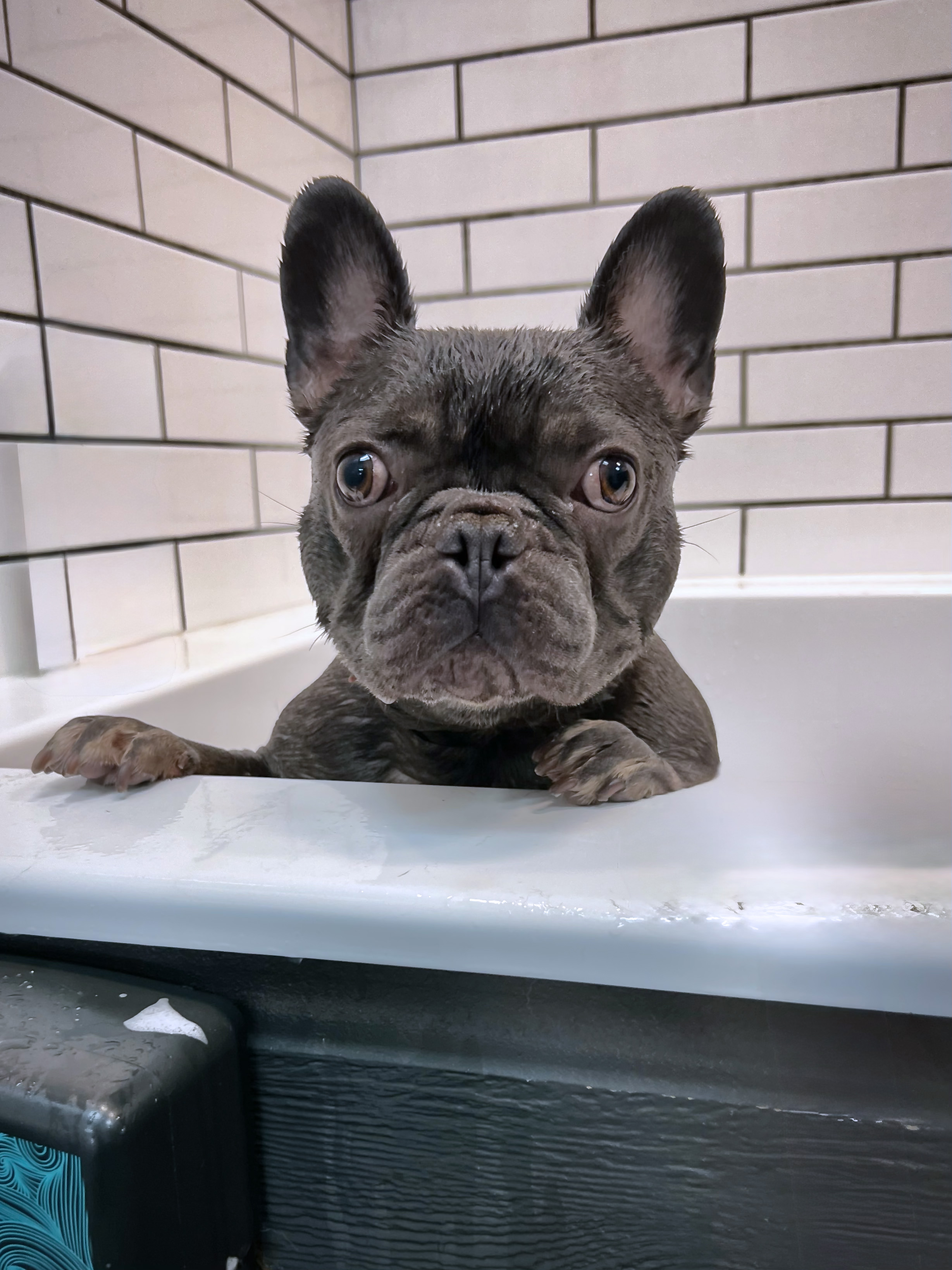 French Bulldog in the bath tub