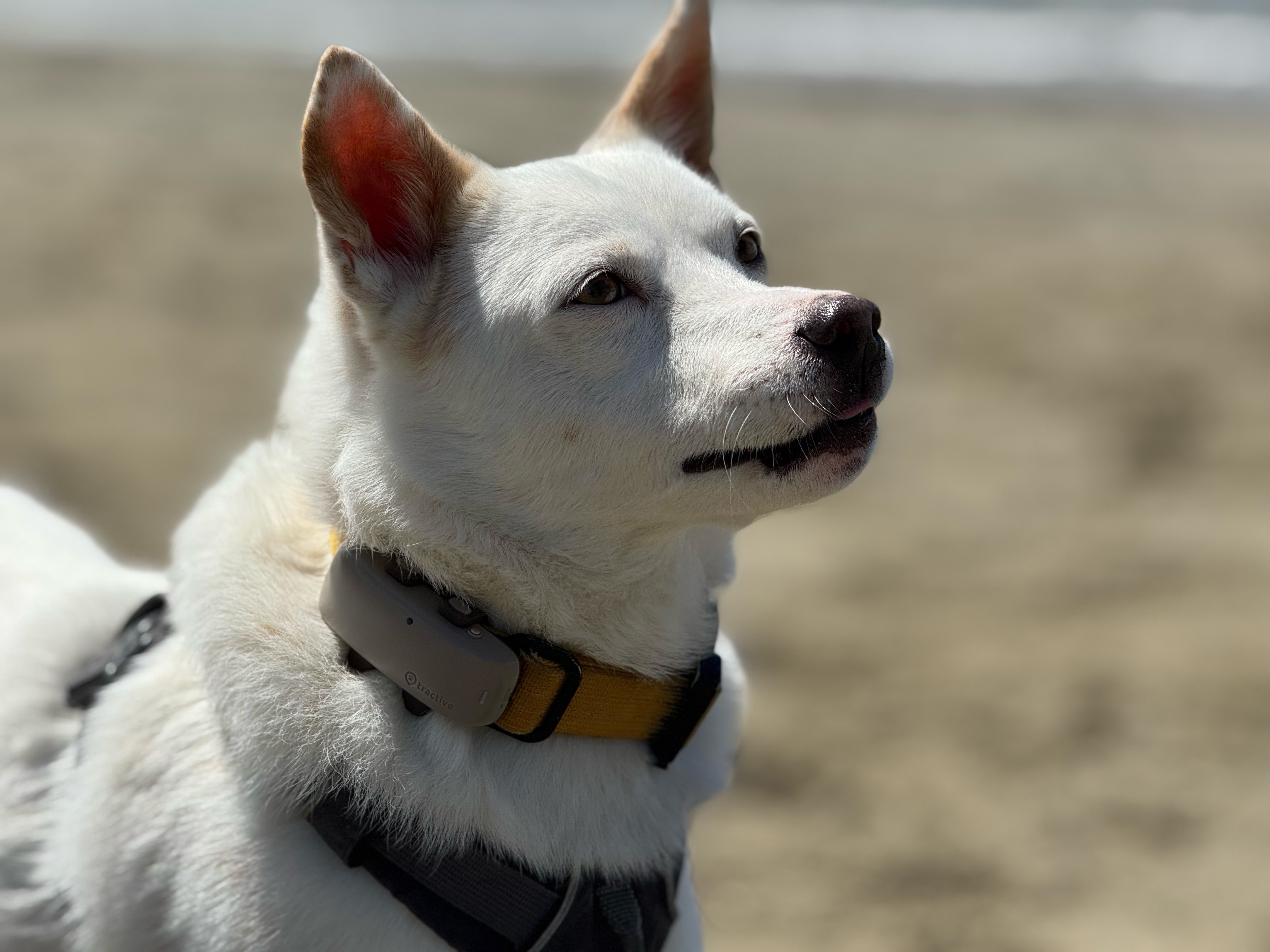 Dog at the beach enjoying exercise