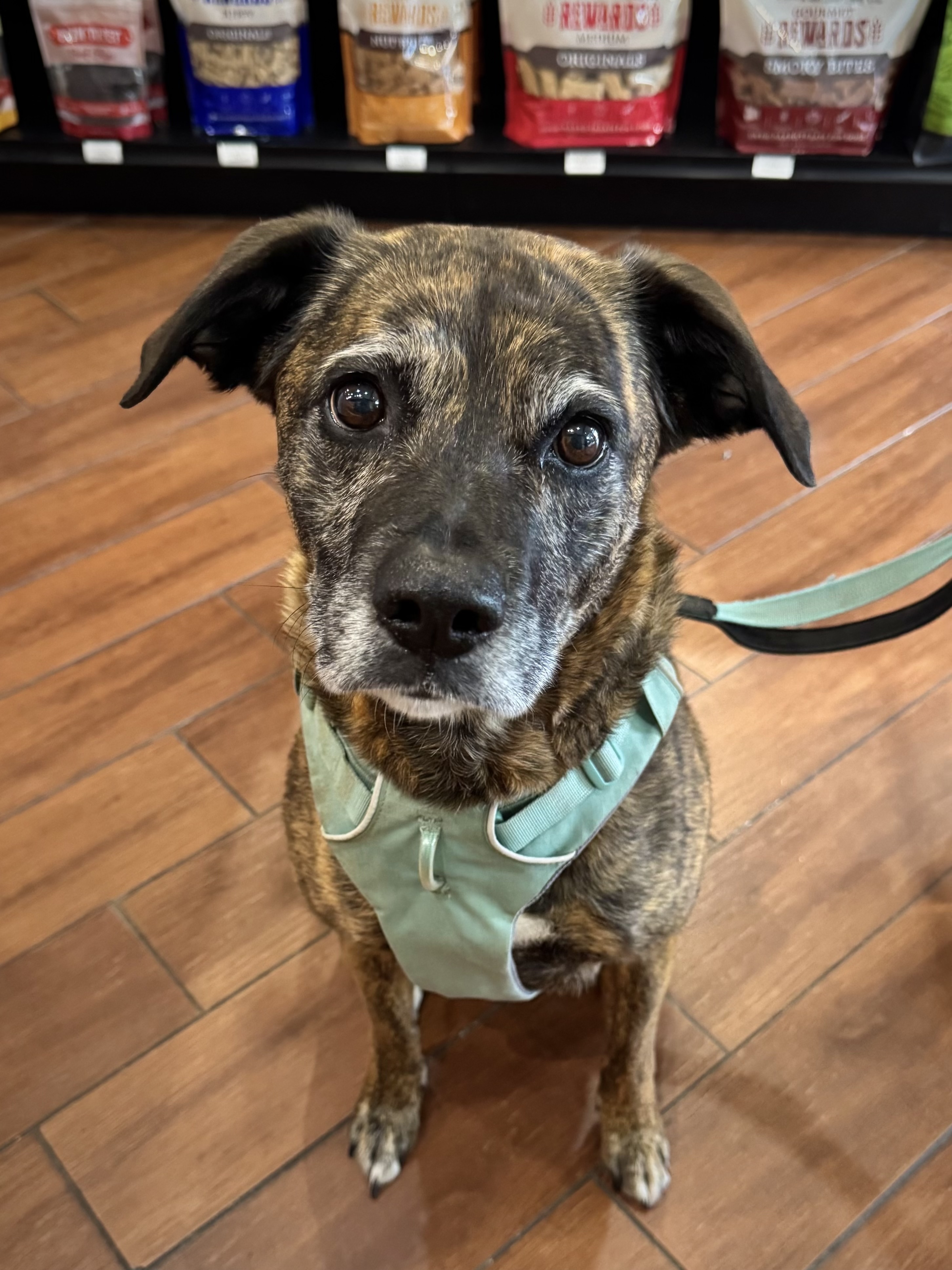 Brindle senior dog at Wishbone Pet Co.