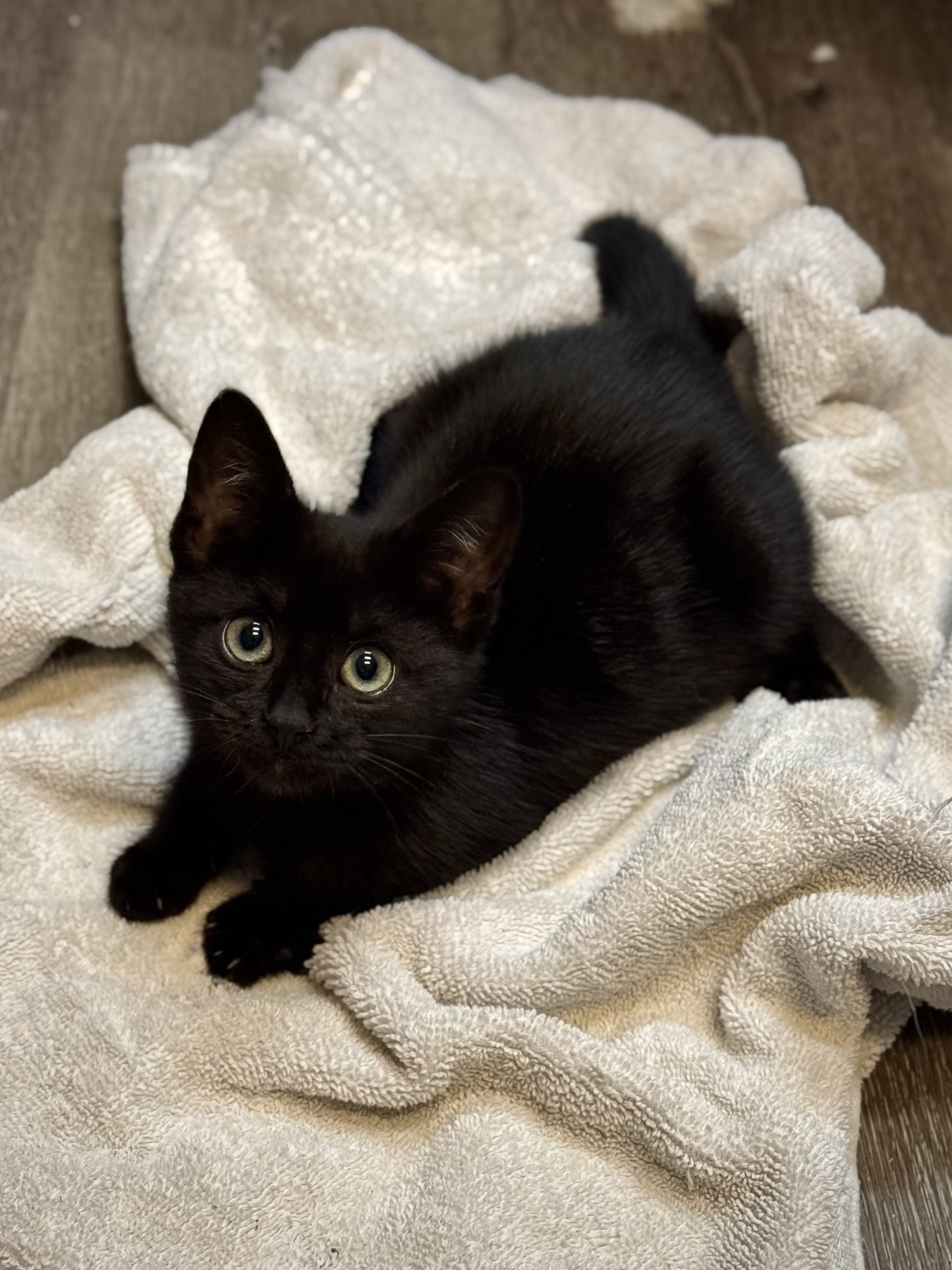 Black kitten in a towel at Wishbone