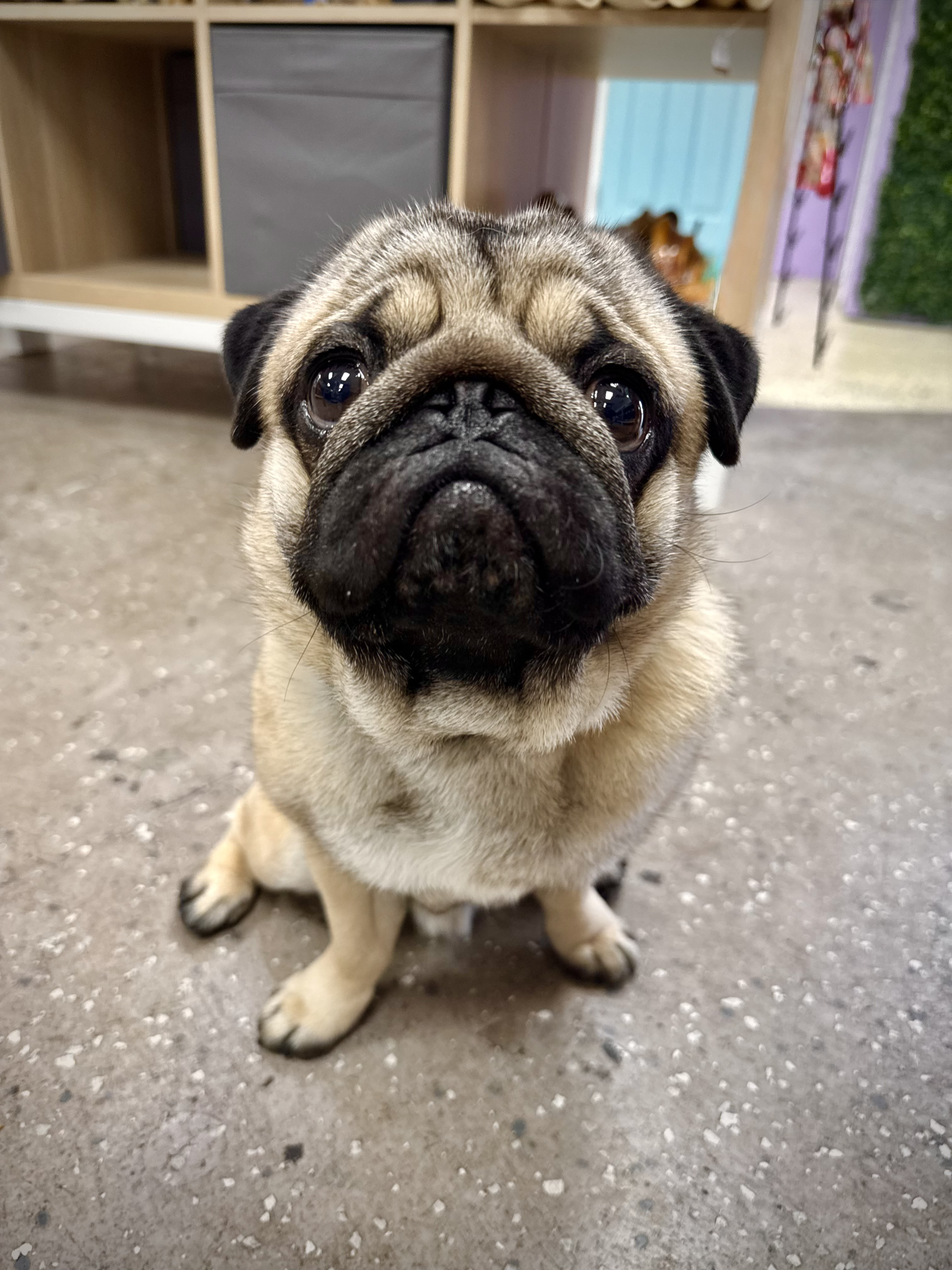 Pug at Wishbone Pet Co.