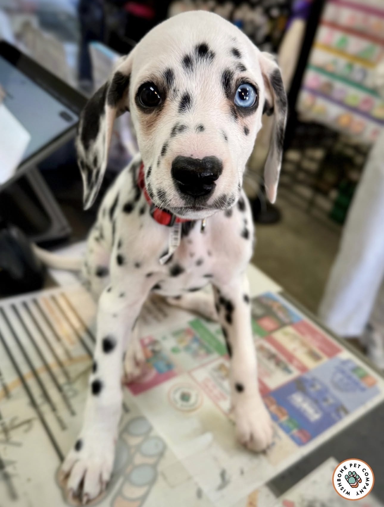Dalmatian puppy with heart nose at Wishbone