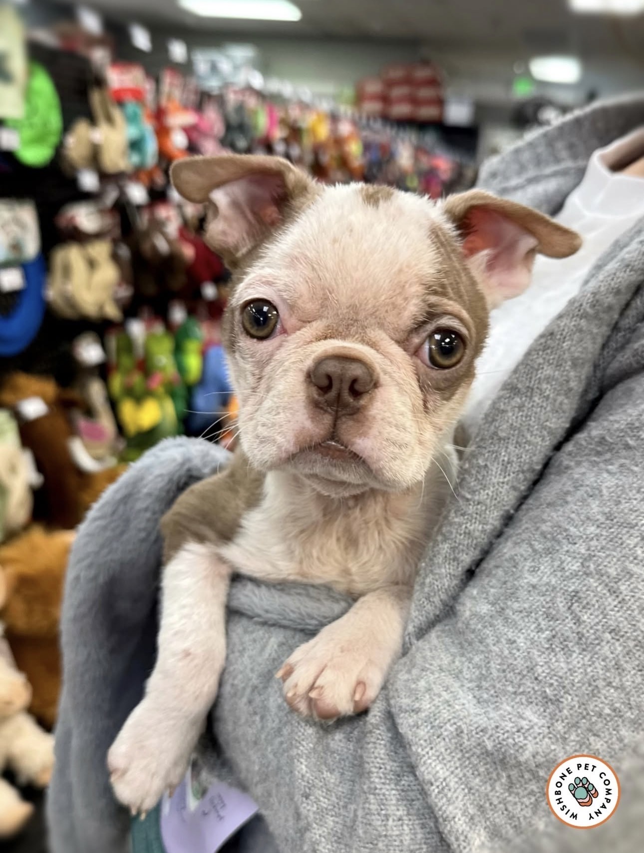 French Bulldog puppy at Wishbone