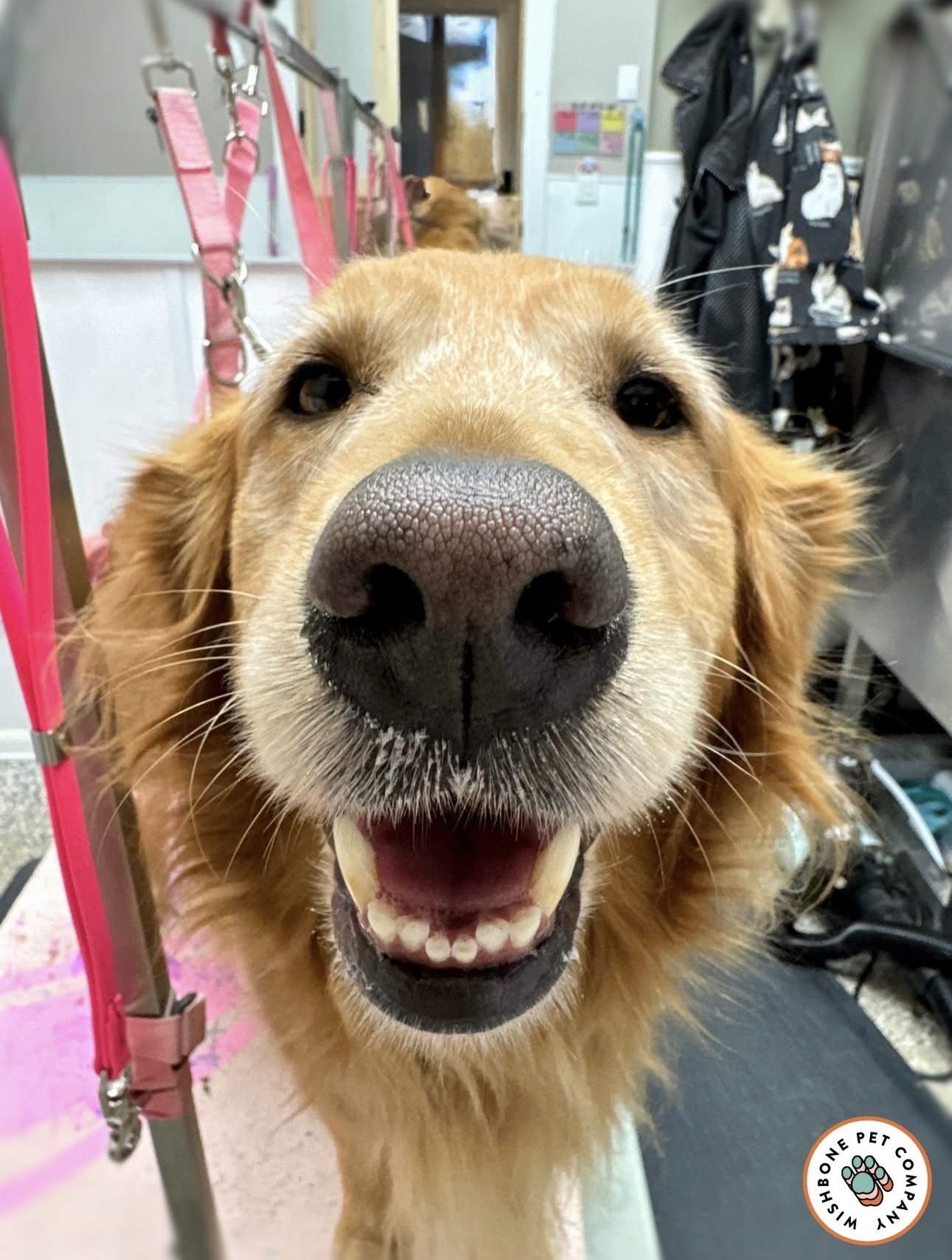 Happy Golden Retriever at Wishbone grooming