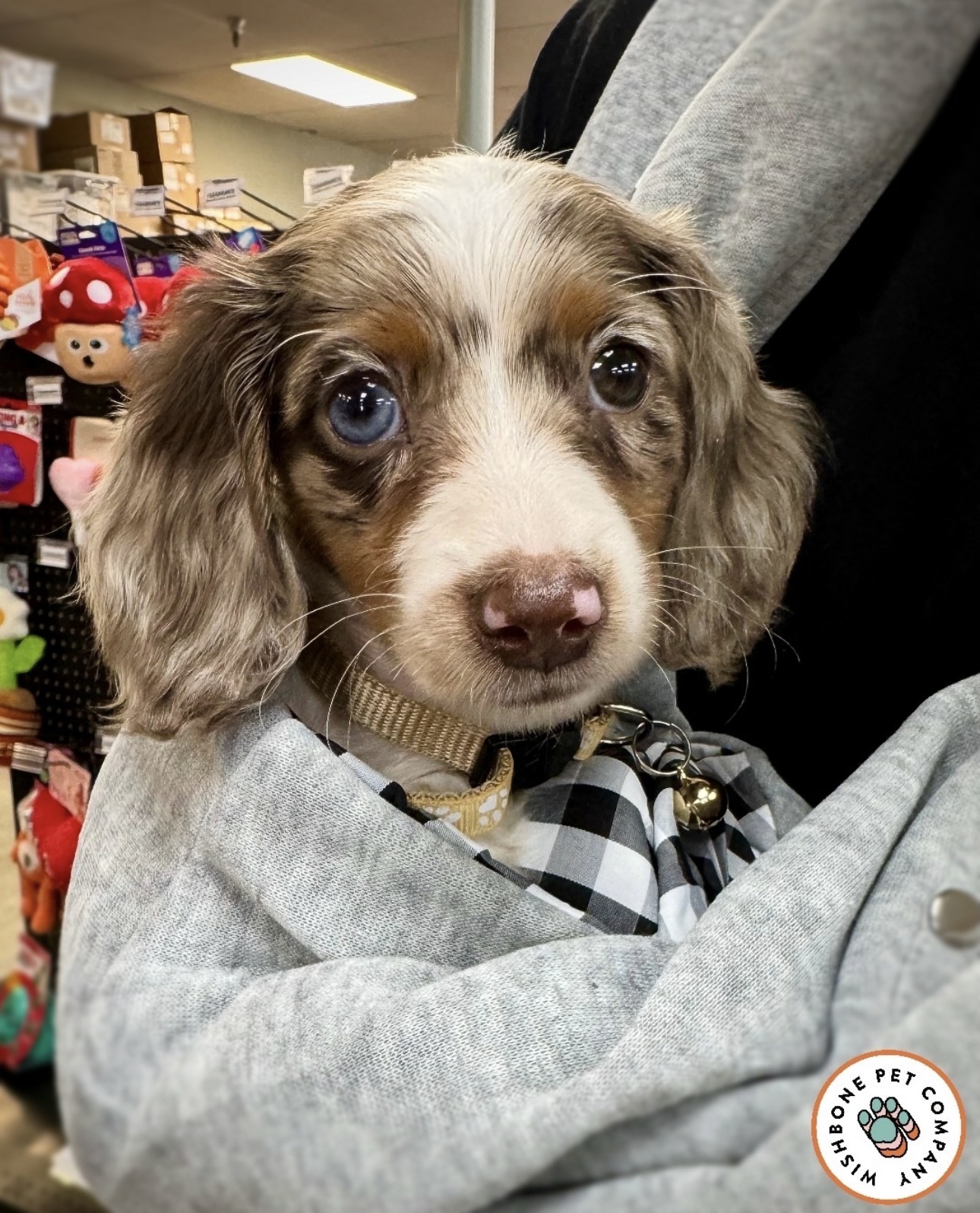 Dachshund puppy with bandana at Wishbone