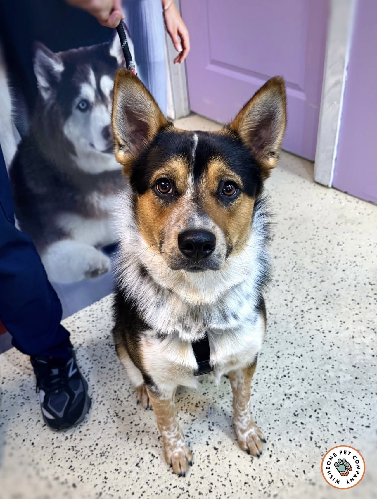 German Shepherd mix at Wishbone
