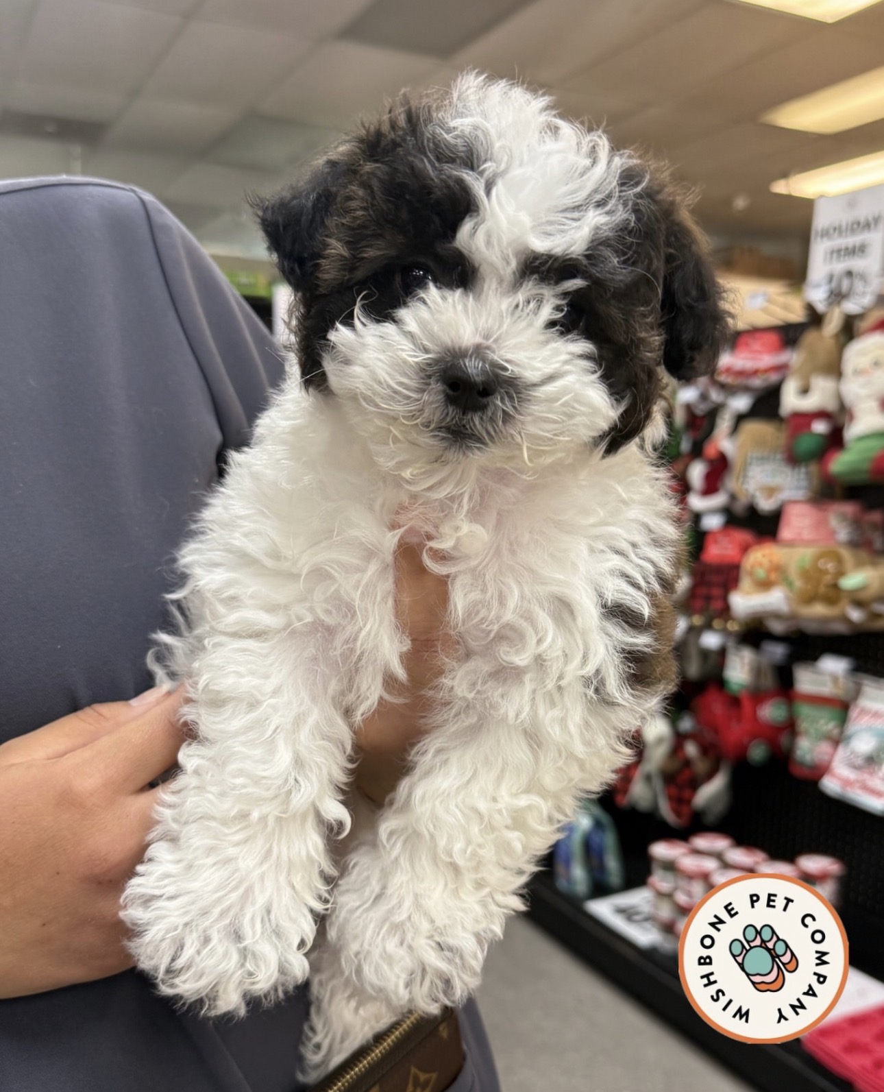 Fluffy black and white puppy at Wishbone