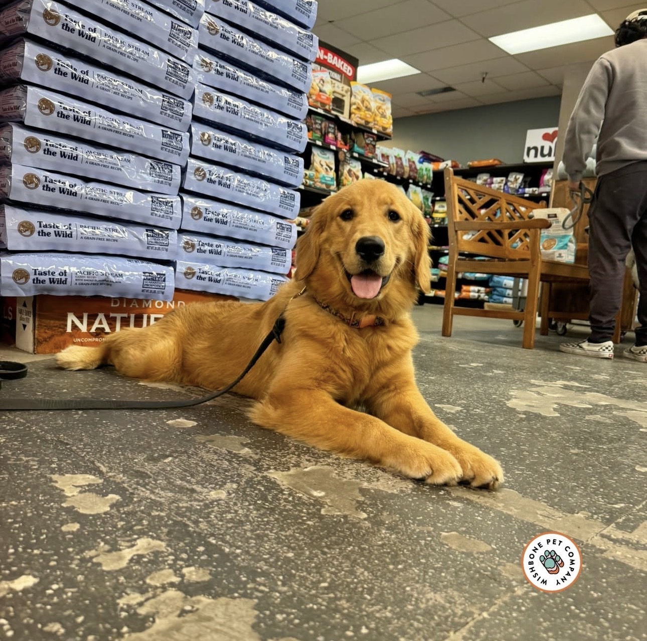 Golden Retriever relaxing in store at Wishbone