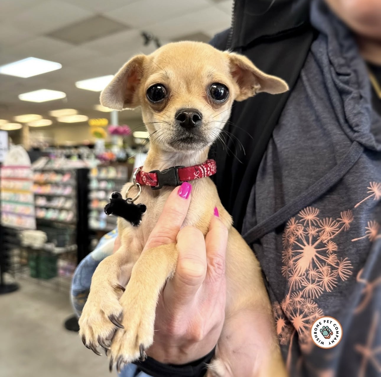 Tiny Chihuahua puppy at Wishbone