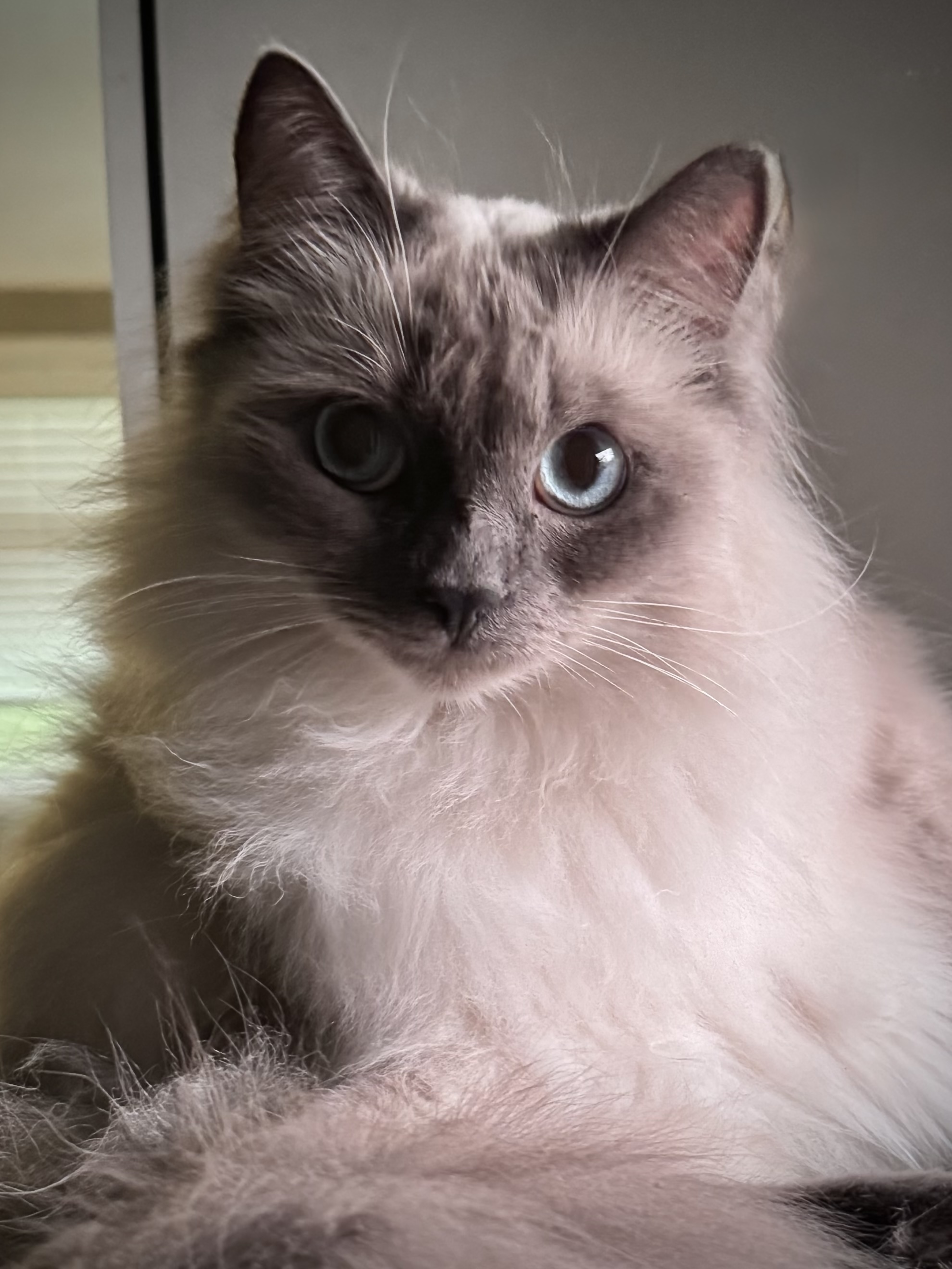Linus the cat with blue eyes