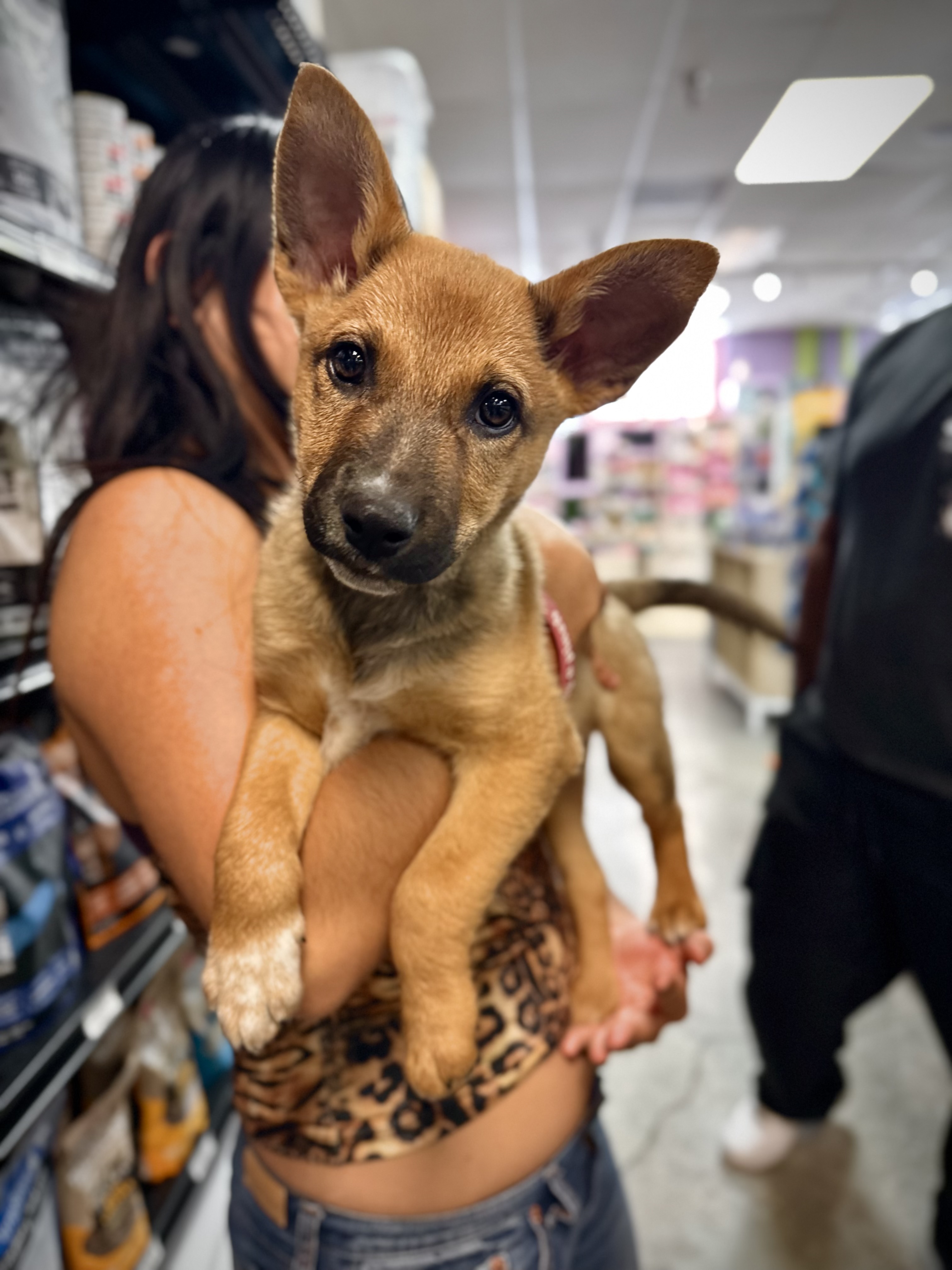 Big-eared puppy at Wishbone