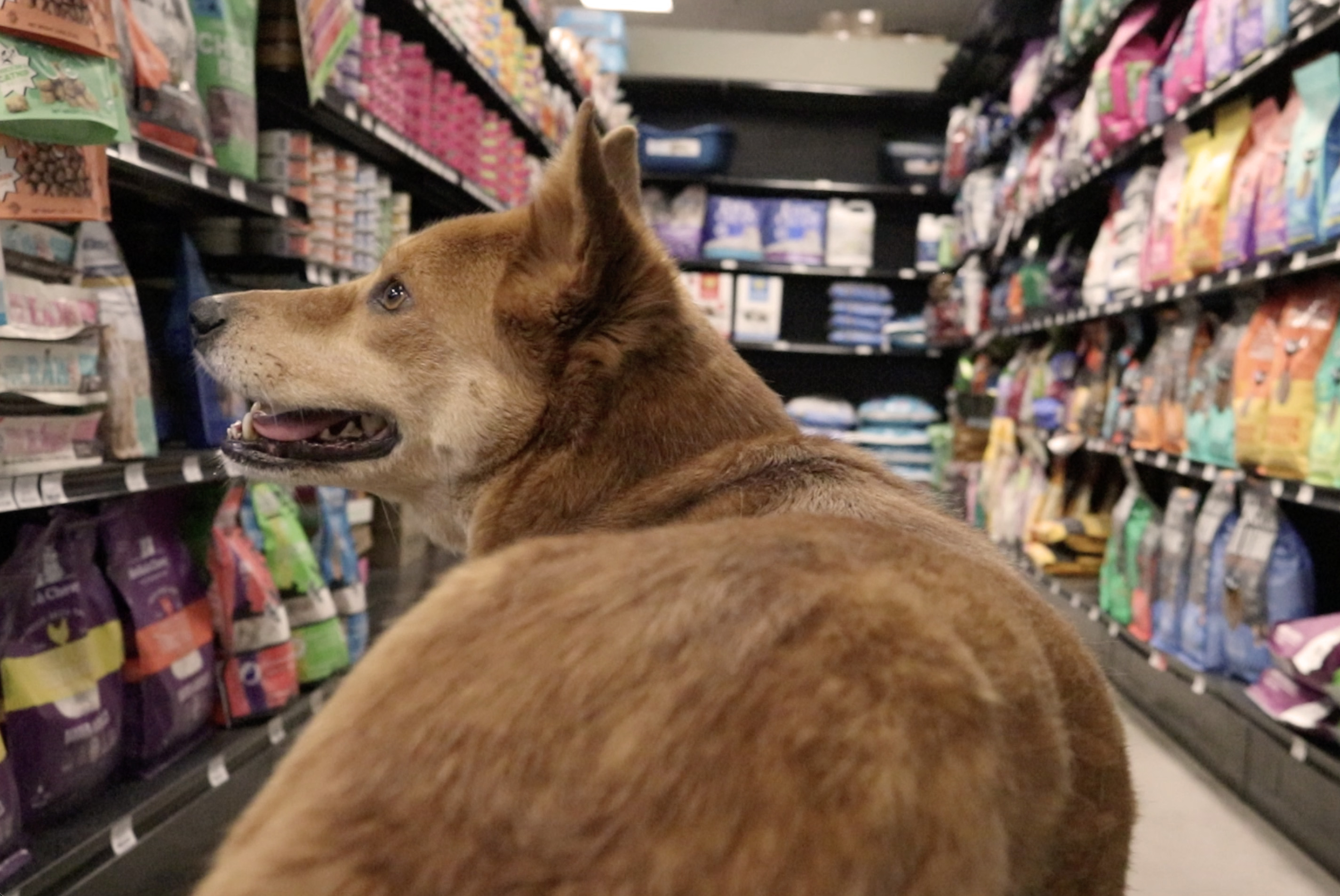 Dog in food aisle at Wishbone