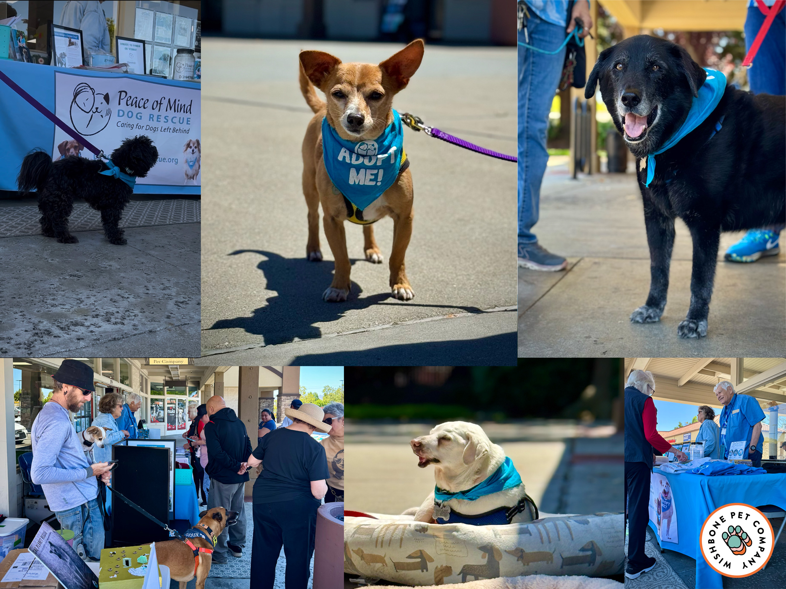 Peace of Mind Dog Rescue at Wishbone