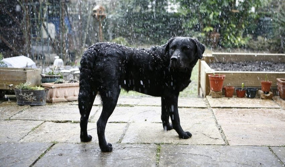 Tips to Help Calm Your Pets During Storms
