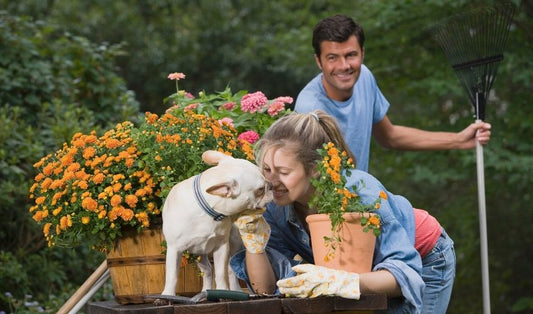 Dog happy in garden