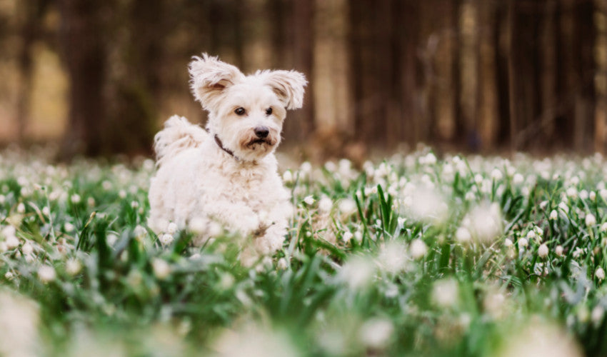 Springtime Pet Care Tips – Wishbone Pet Company